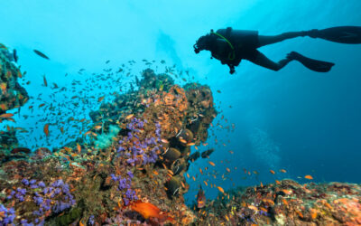 A Living Underwater LaboratoryKimberly’s Reef