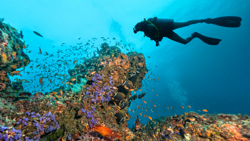 A Living Underwater LaboratoryKimberly’s Reef