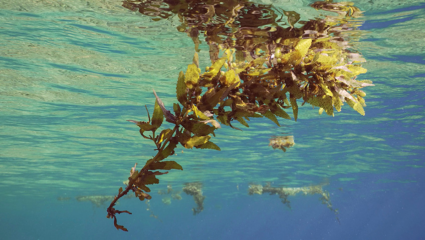 Researchers in Mexico propose using sargassum in construction materials